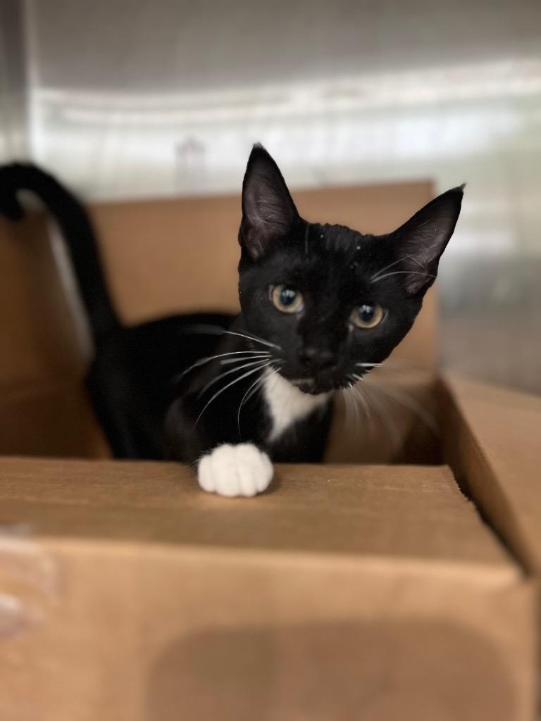 Oliver, Adoptable, Kitten Male Domestic Short Hair.