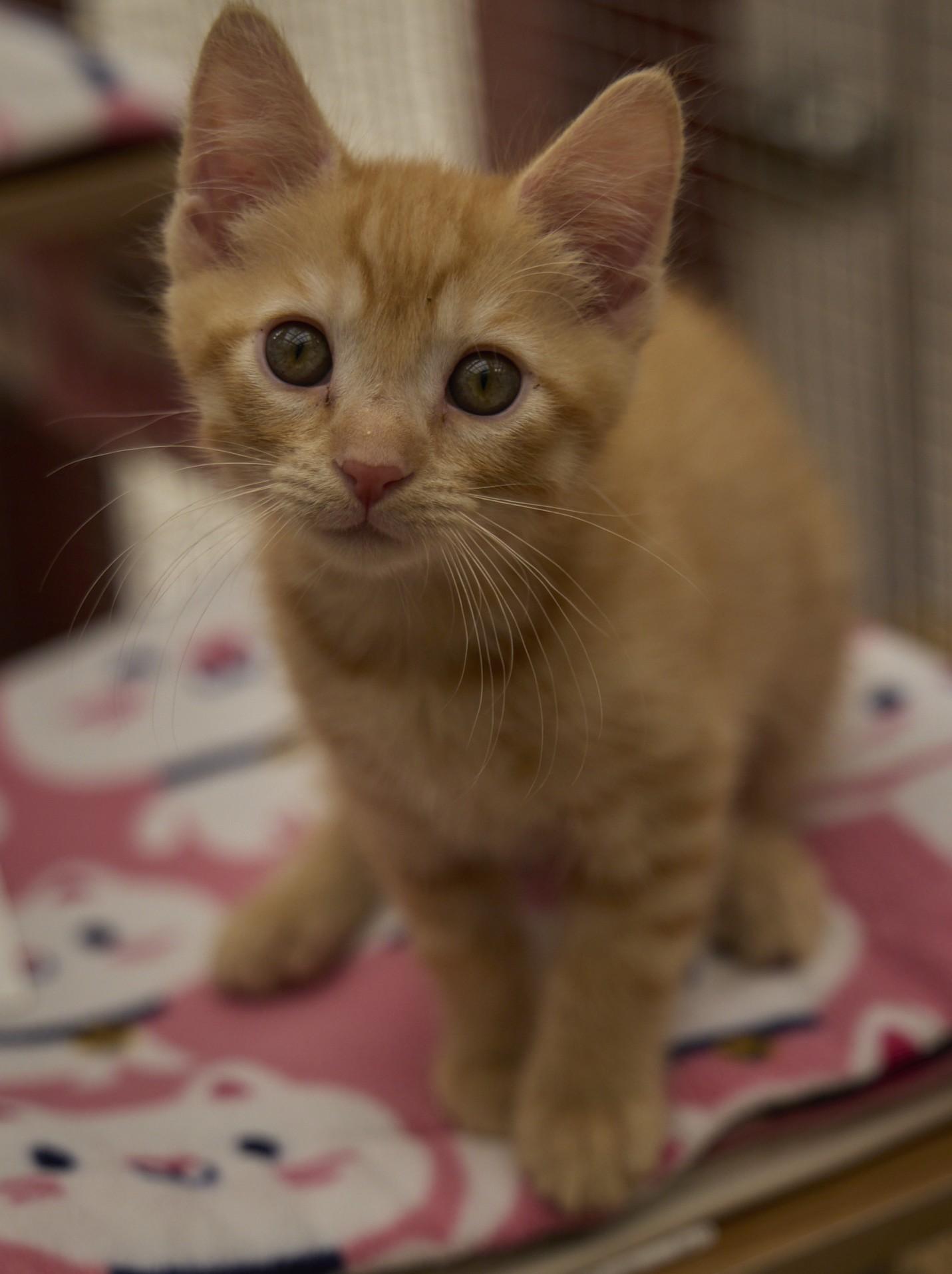 Julius, ADOPTABLE, Kitten Male Domestic Short Hair.