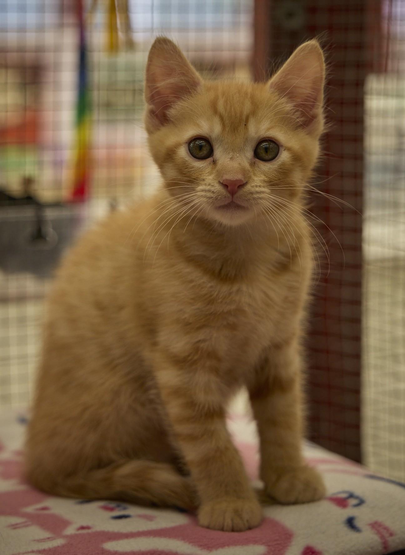 Julius, a ADOPTABLE Domestic Short Hair in Santa Barbara, CA image 3/5