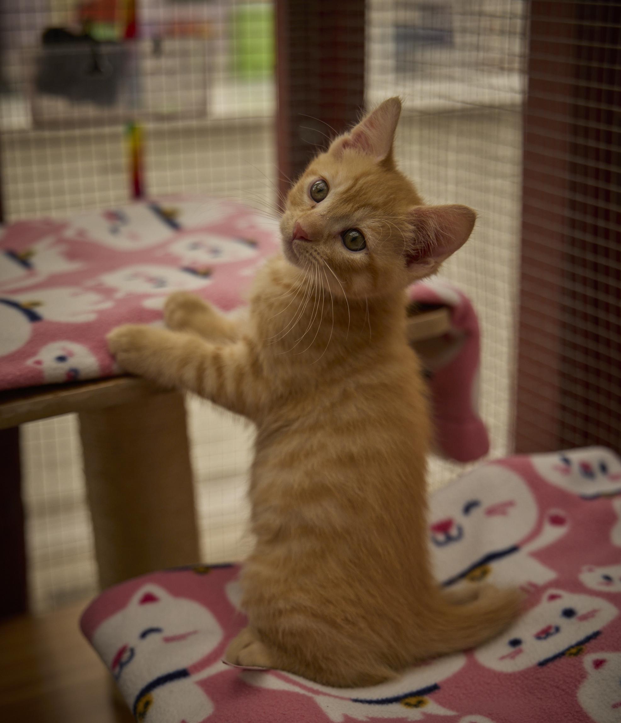 Julius, a ADOPTABLE Domestic Short Hair in Santa Barbara, CA image 2/5