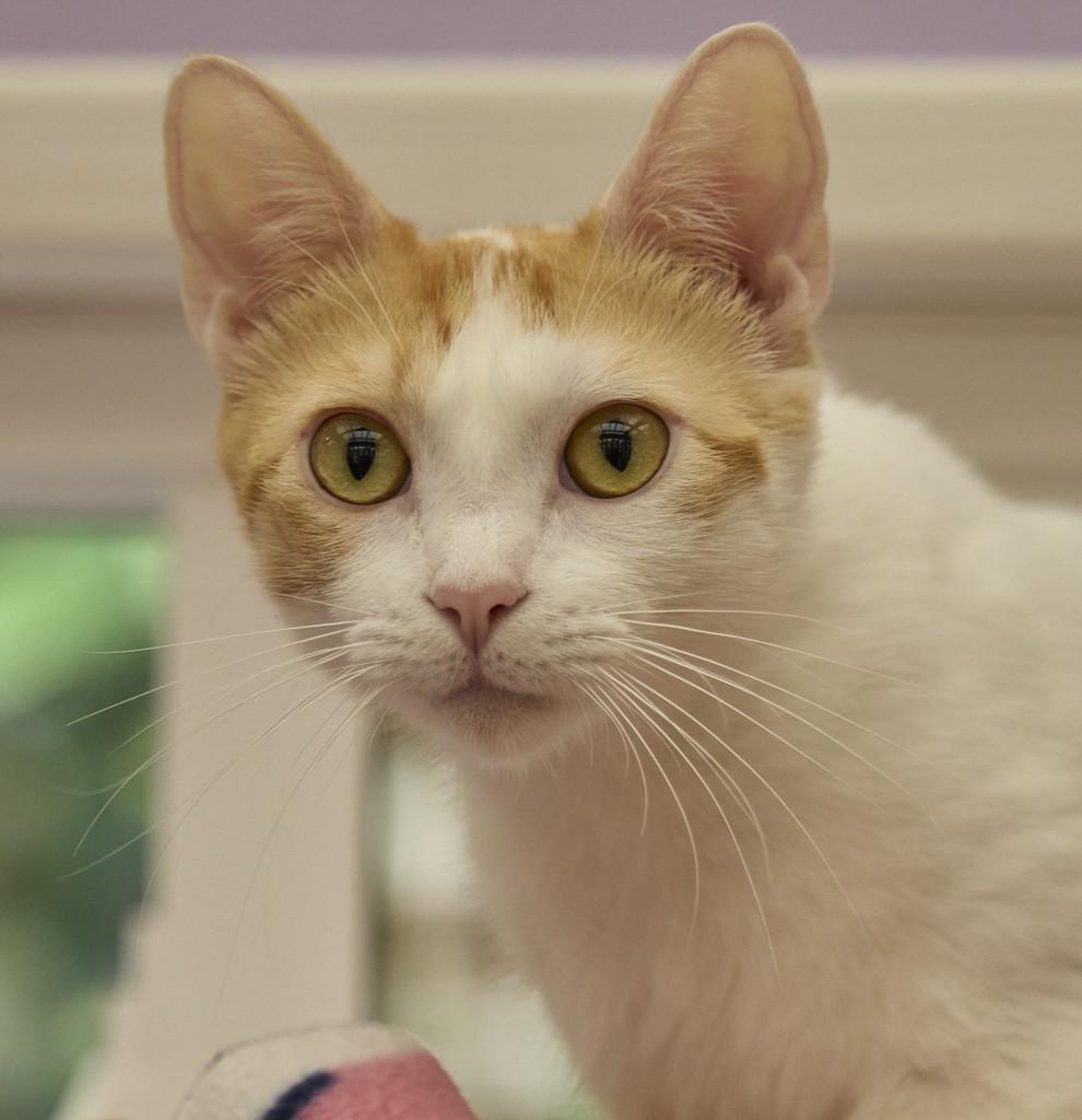 Julius, a ADOPTABLE Domestic Short Hair in Santa Barbara, CA image 5/5