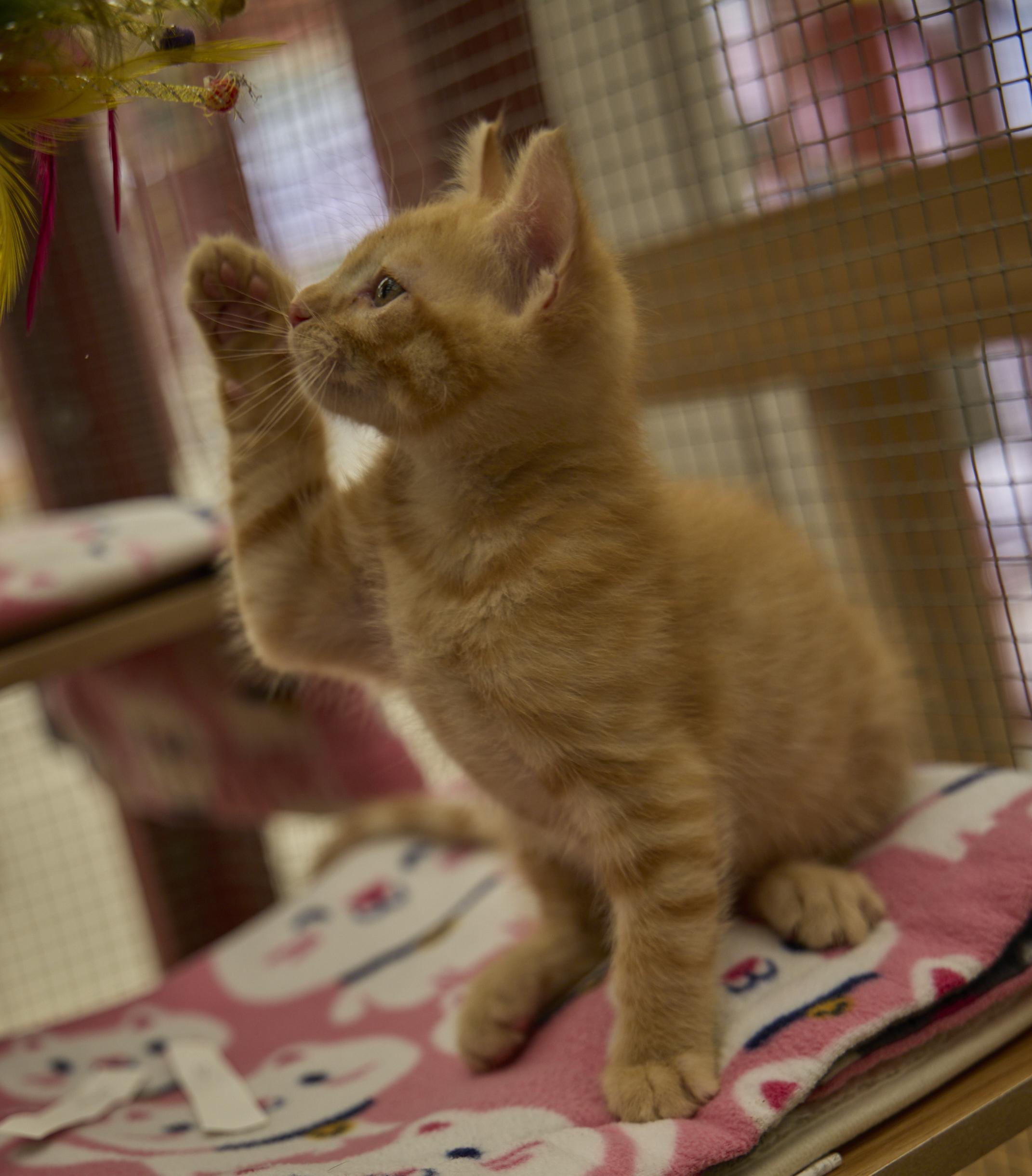 Julius, a ADOPTABLE Domestic Short Hair in Santa Barbara, CA image 4/5