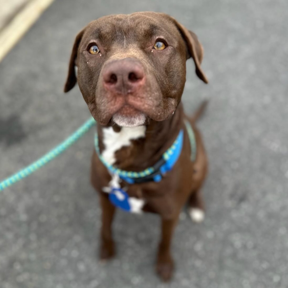 Enlarge Melo (ID 50499/689), an adoptable mixed breed in Manassas, VA image 1/2