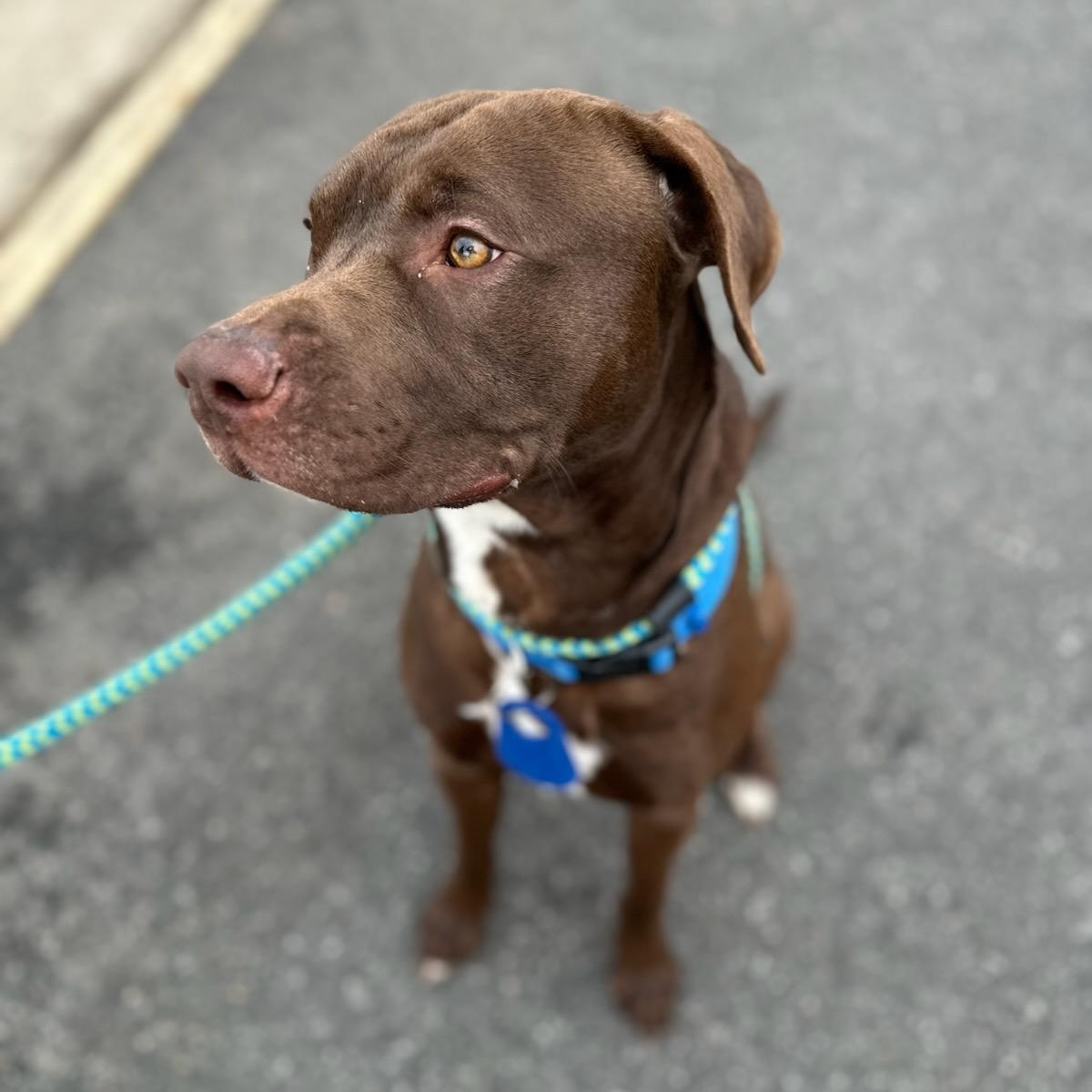 Enlarge Melo (ID 50499/689), an adoptable mixed breed in Manassas, VA image 2/2