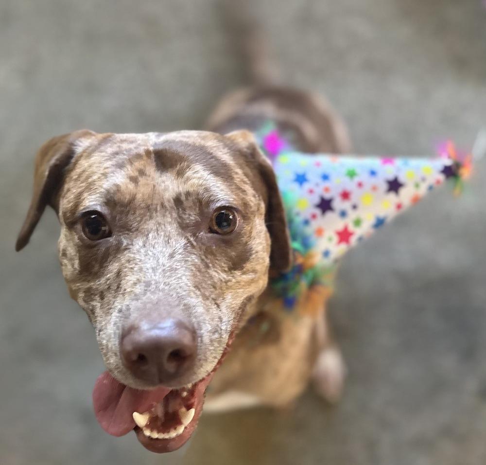 Enlarge Daffodil, a Adoptable mixed breed in Boston, MA image 1/5