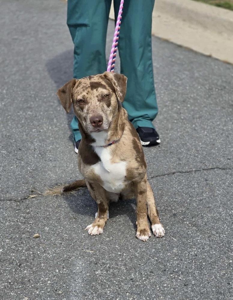 Enlarge Daffodil, a Adoptable mixed breed in Boston, MA image 2/5