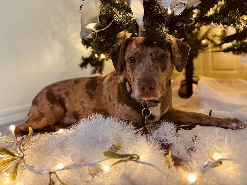 Enlarge Daffodil, a Adoptable mixed breed in Boston, MA image 3/5