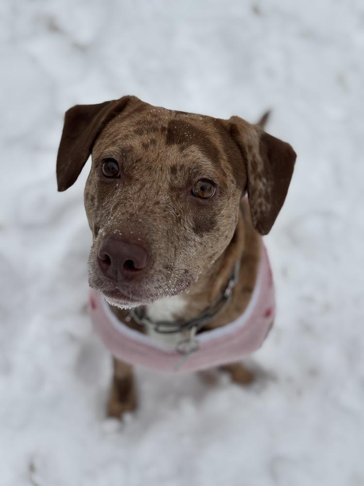 Enlarge Daffodil, a Adoptable mixed breed in Boston, MA image 4/5