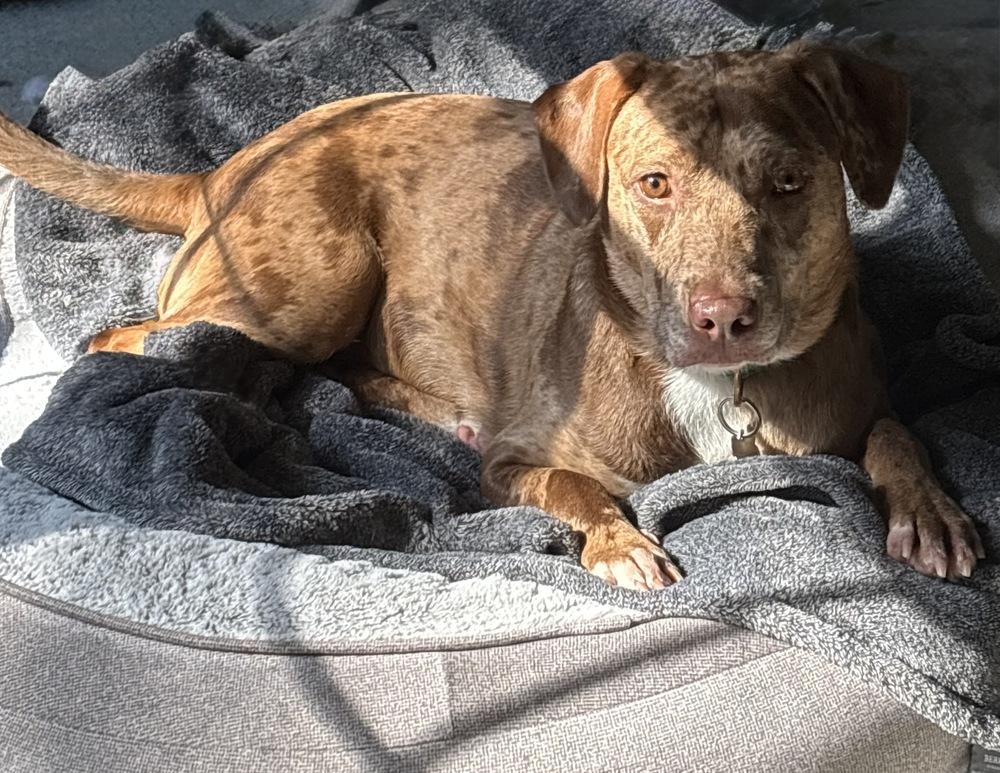 Enlarge Daffodil, a Adoptable mixed breed in Boston, MA image 5/5