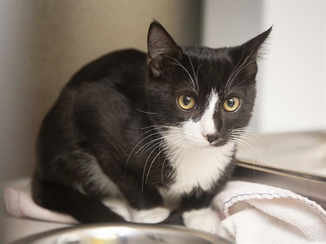 LAGOON, Adoptable, Kitten Male Domestic Short Hair.