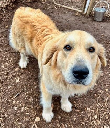 Zelda, Adoptable, Young Female Great Pyrenees & Mixed Breed.
