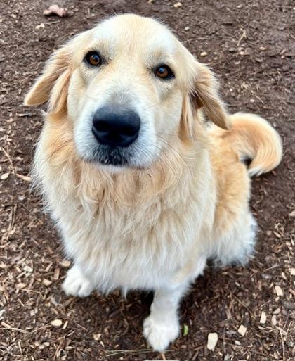 Enlarge Zelda, a Adoptable mixed breed in Cumming, GA image 2/3