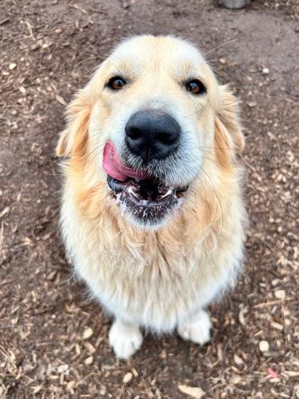Enlarge Zelda, a Adoptable mixed breed in Cumming, GA image 3/3
