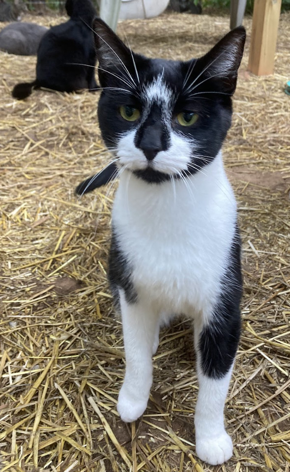 Pete - BARN CAT, Adoptable, Adult Male Domestic Short Hair.