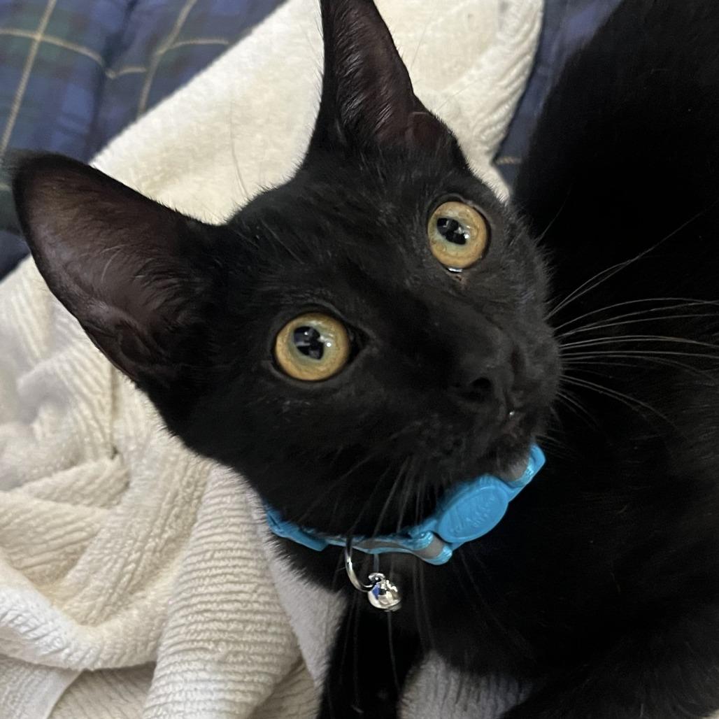 Stardust — thumbnail 2