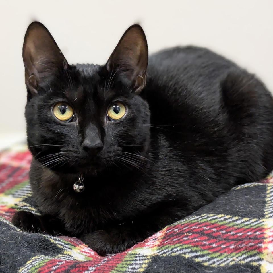 Stardust — thumbnail 3