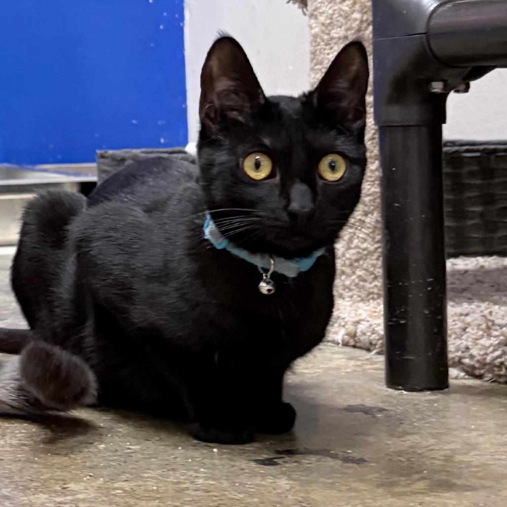 Stardust — thumbnail 4