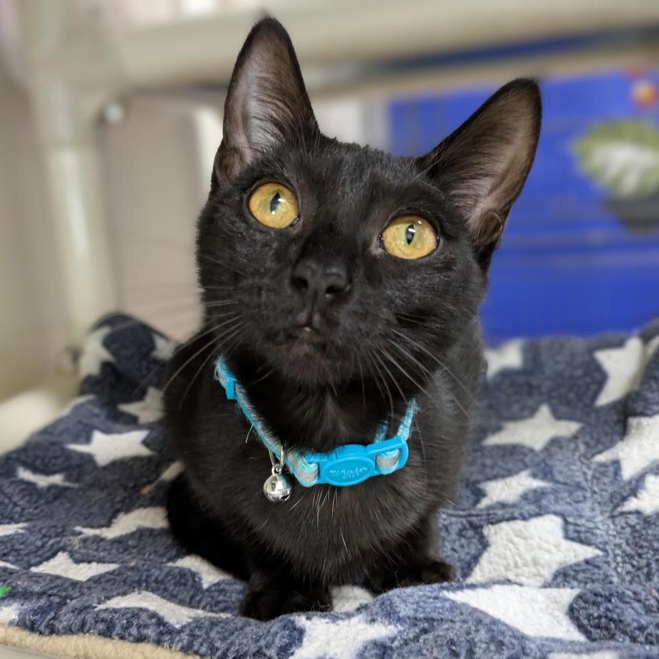 Stardust — thumbnail 5