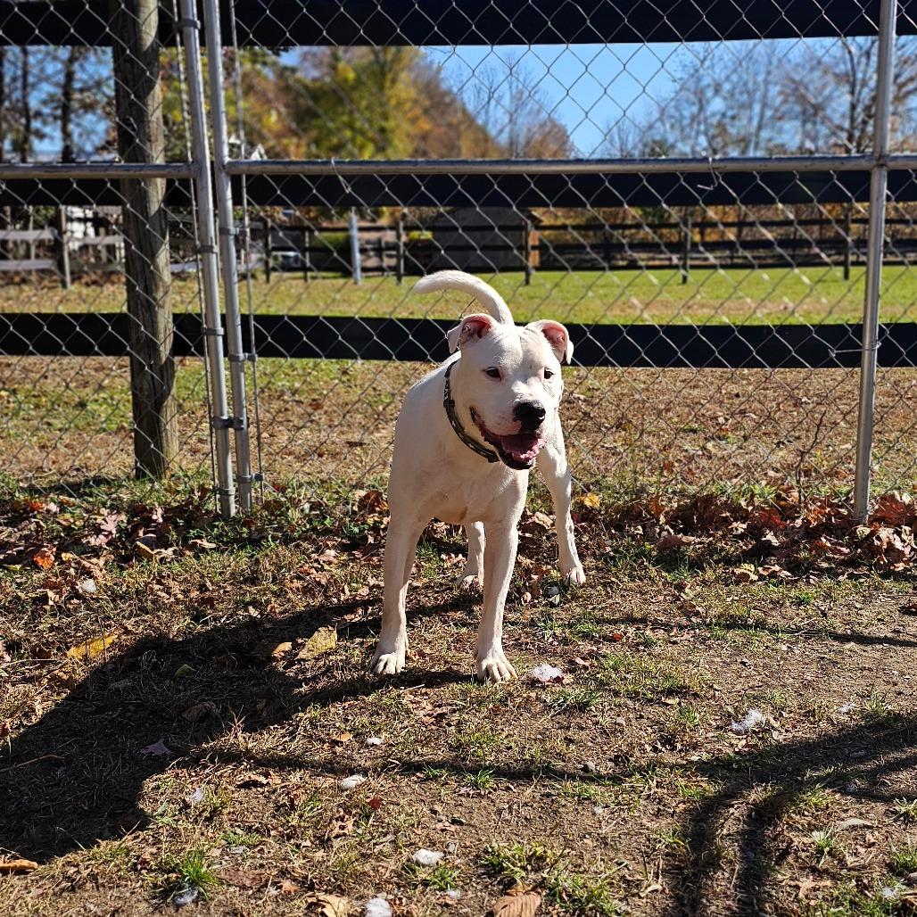 Jasper, Adoptable, Adult Male American Staffordshire Terrier & Mixed Breed.