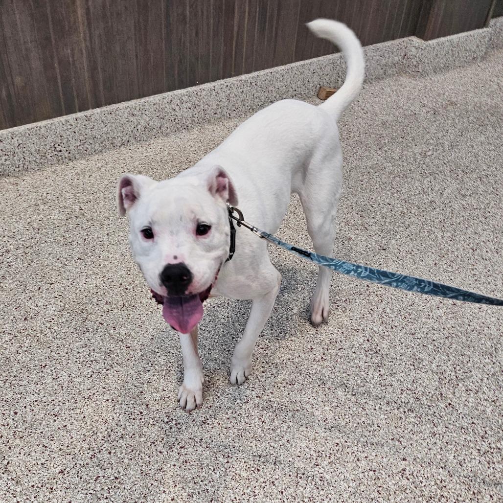 Enlarge Jasper, a Adoptable mixed breed in Middletown, NY image 2/6