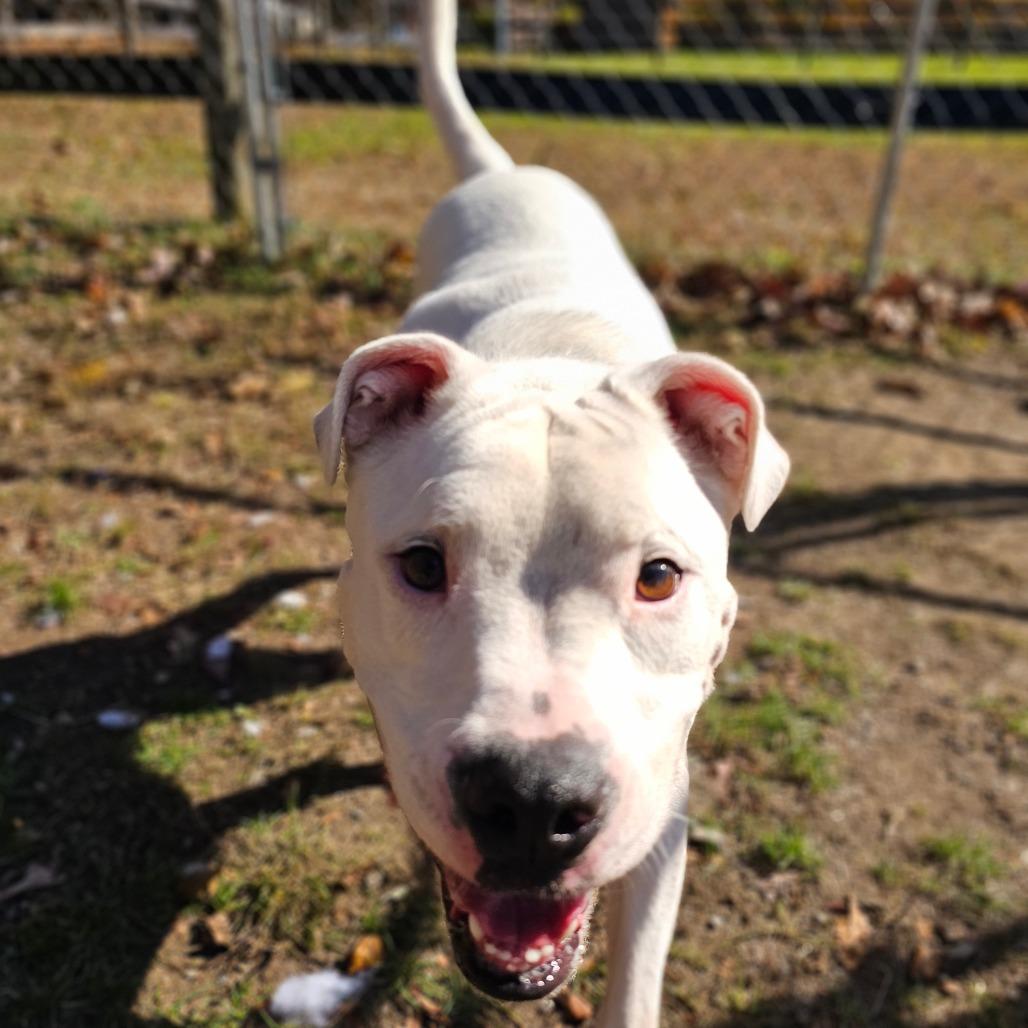 Enlarge Jasper, a Adoptable mixed breed in Middletown, NY image 3/6
