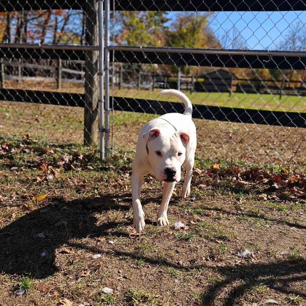 Enlarge Jasper, a Adoptable mixed breed in Middletown, NY image 4/6