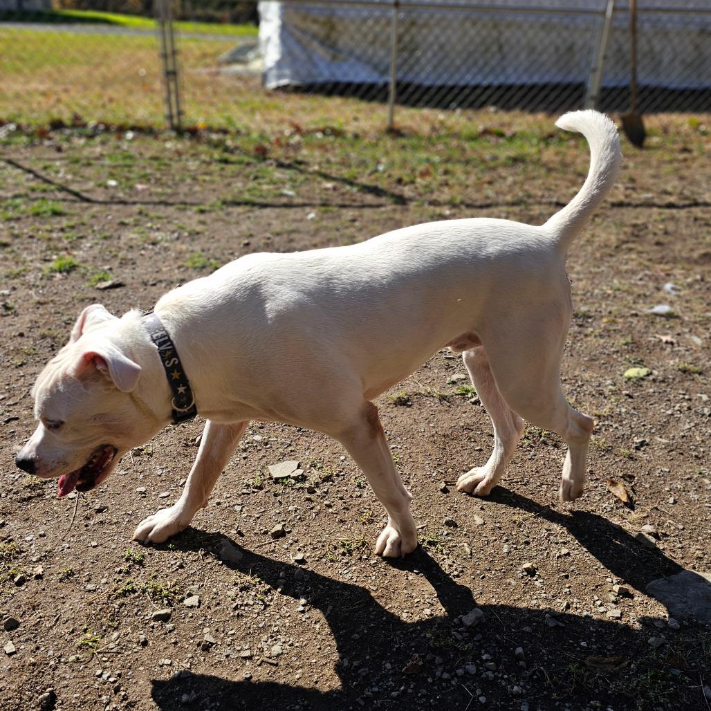 Enlarge Jasper, a Adoptable mixed breed in Middletown, NY image 5/6