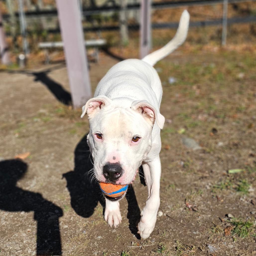 Enlarge Jasper, a Adoptable mixed breed in Middletown, NY image 6/6