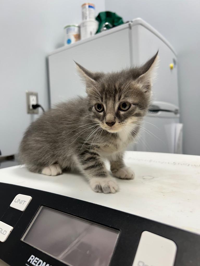 Enlarge Stefan Salvatore, a ADOPTABLE Domestic Short Hair in Clinton, IL image 2/2