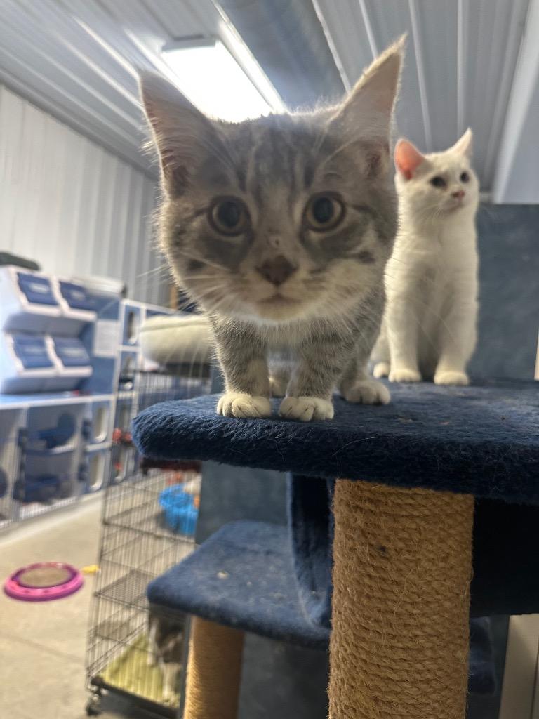 Enlarge Stefan Salvatore, a ADOPTABLE Domestic Short Hair in Clinton, IL image 1/2