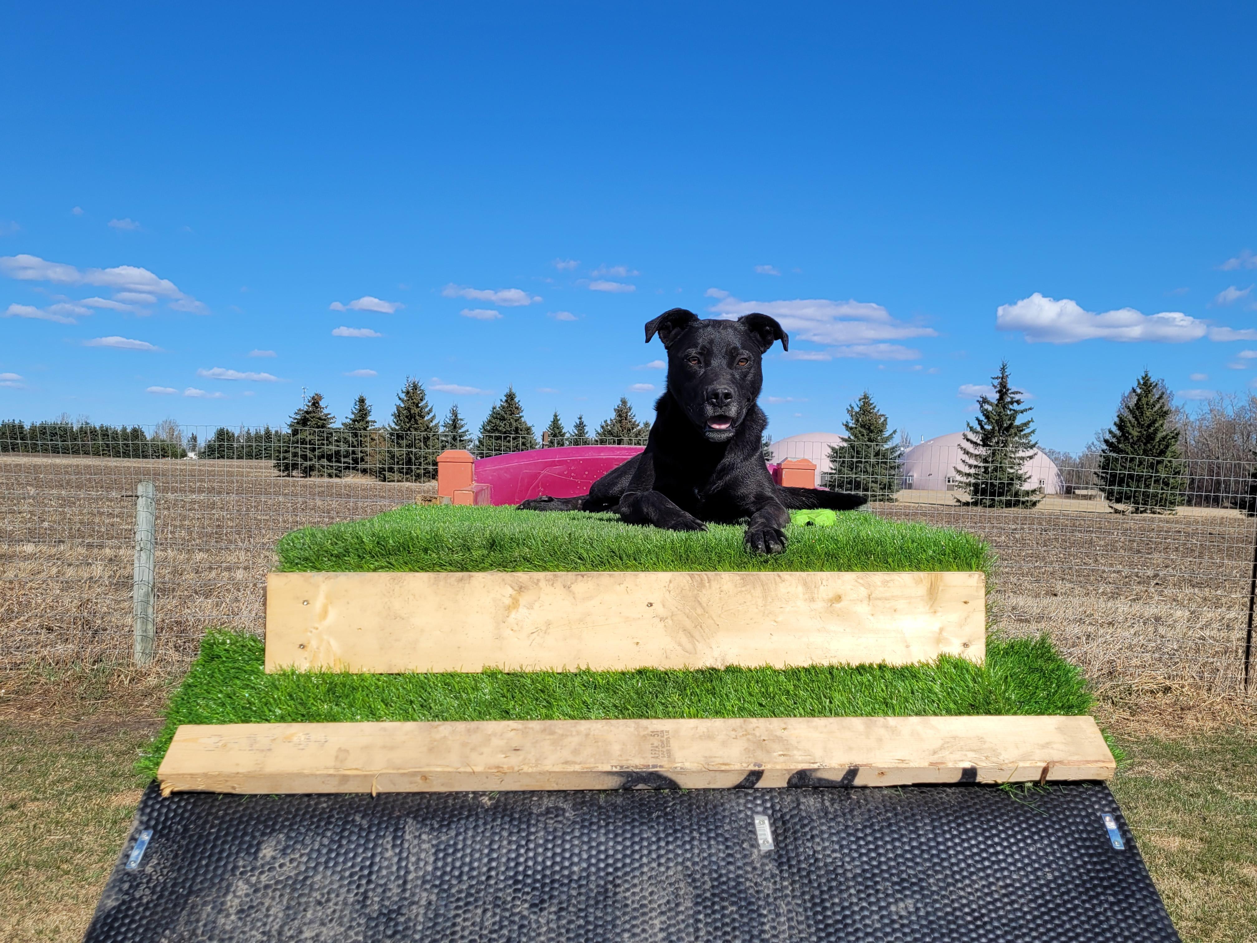PETEY, an adoptable Labrador Retriever in Lacombe, AB, T4L 1X3 | Photo Image 4