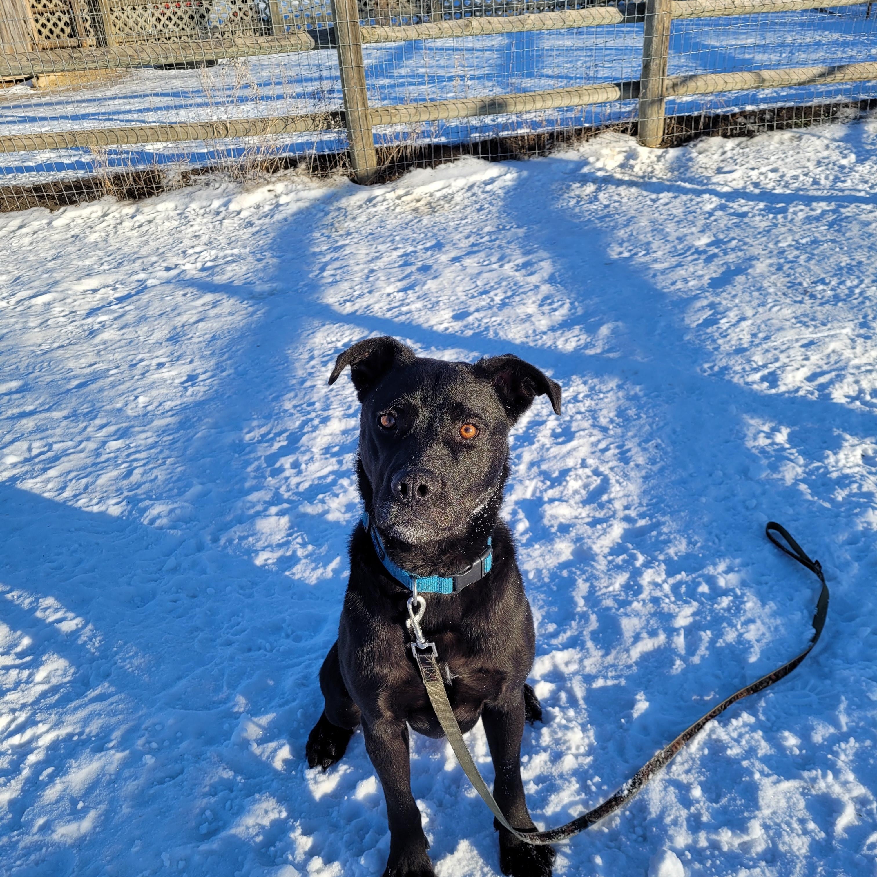 PETEY, an adoptable Labrador Retriever in Lacombe, AB, T4L 1X3 | Photo Image 3