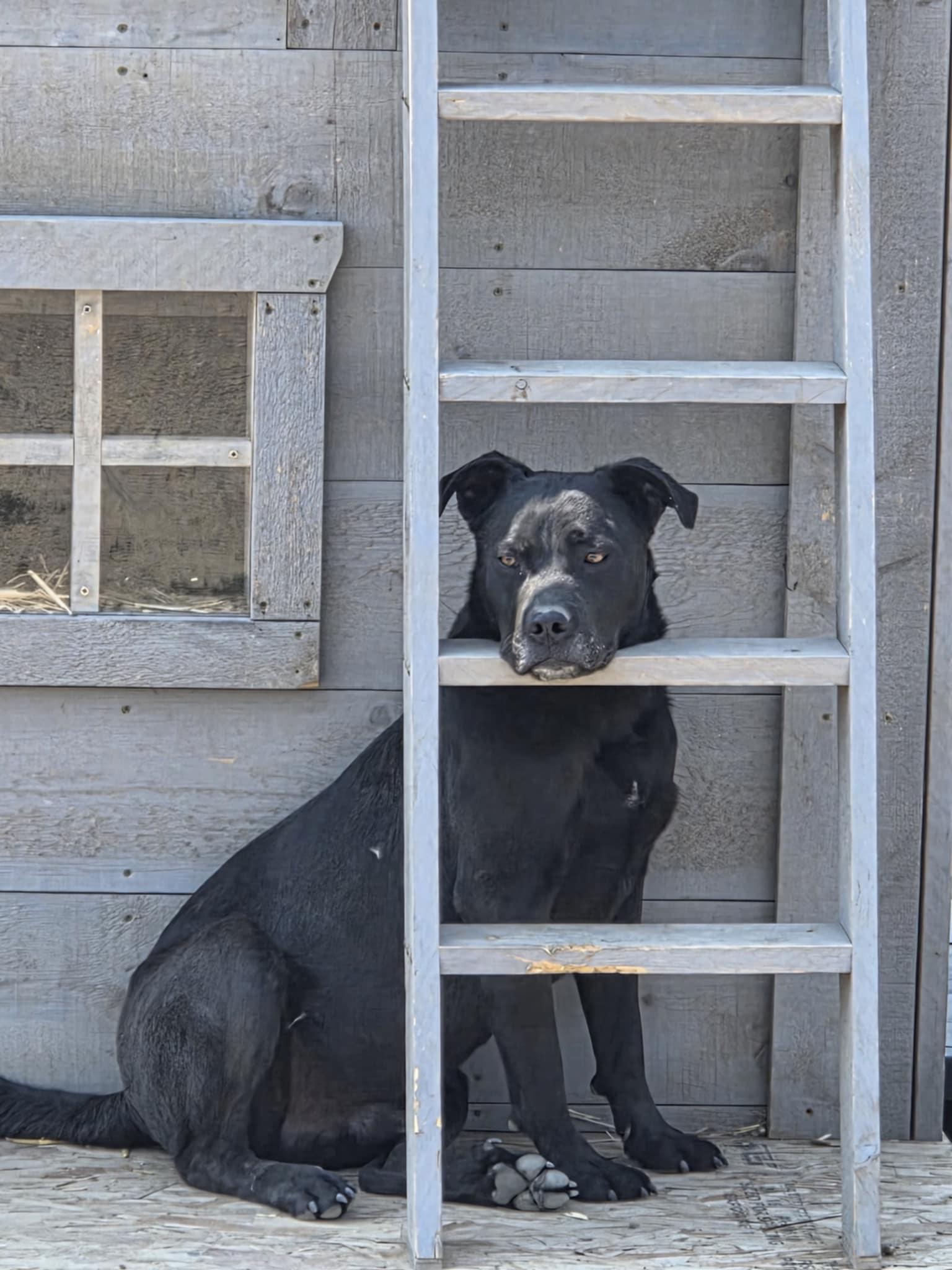 PETEY, an adoptable Labrador Retriever in Lacombe, AB, T4L 1X3 | Photo Image 2