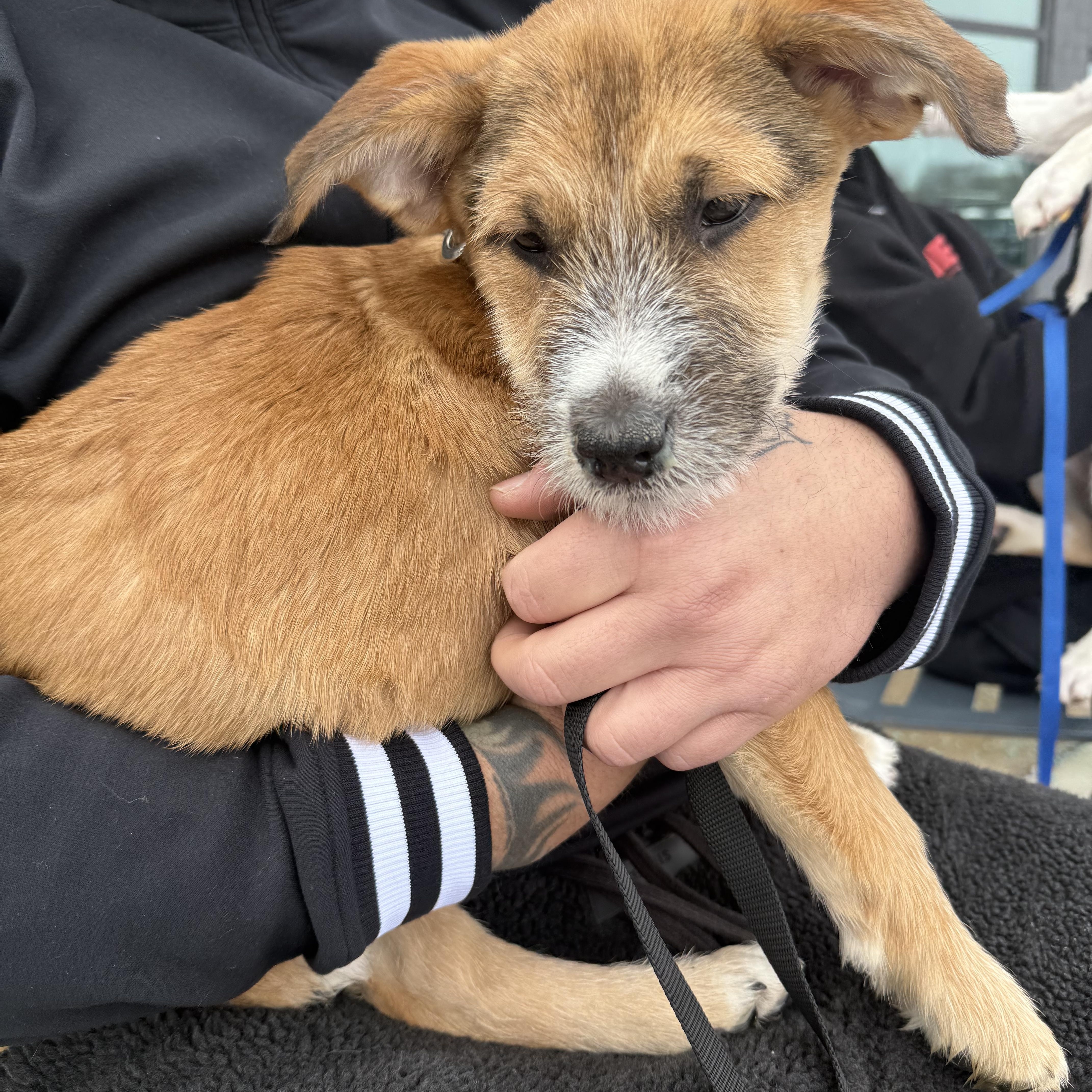 Carson, ADOPTABLE, Puppy Male Terrier.