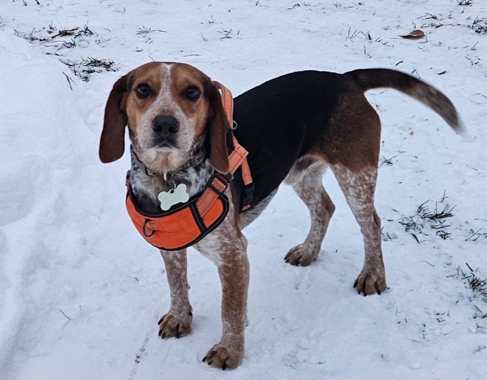Melvin, ADOPTABLE, Adult Male Beagle.