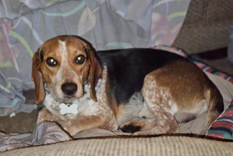 Enlarge Melvin, a ADOPTABLE Beagle in Flossmoor, IL image 2/2