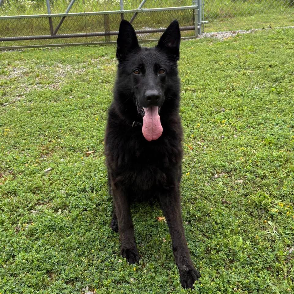 DUKE, an adopted German Shepherd Dog in Cadiz, OH image 3/3