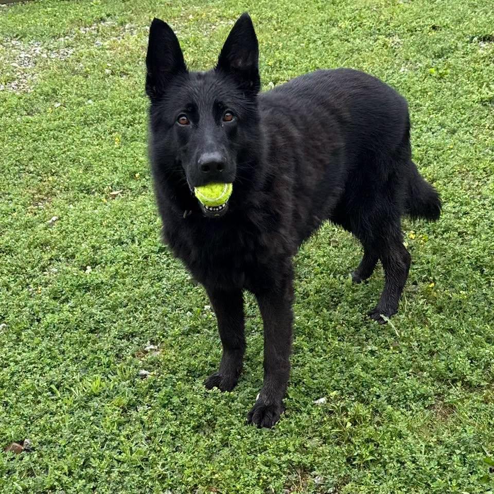 DUKE, an adopted German Shepherd Dog in Cadiz, OH image 2/3