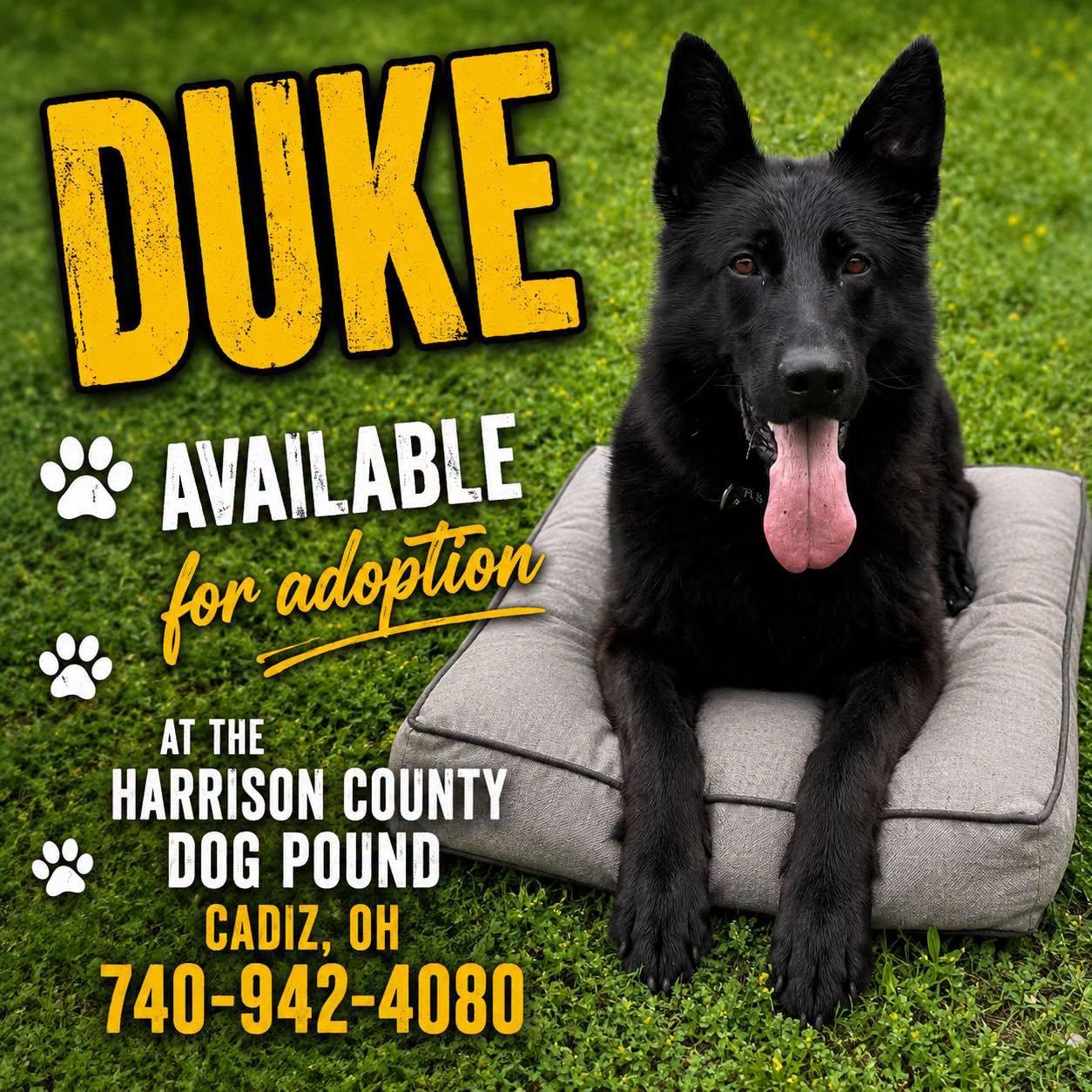 DUKE, an adopted German Shepherd Dog in Cadiz, OH image 1/3