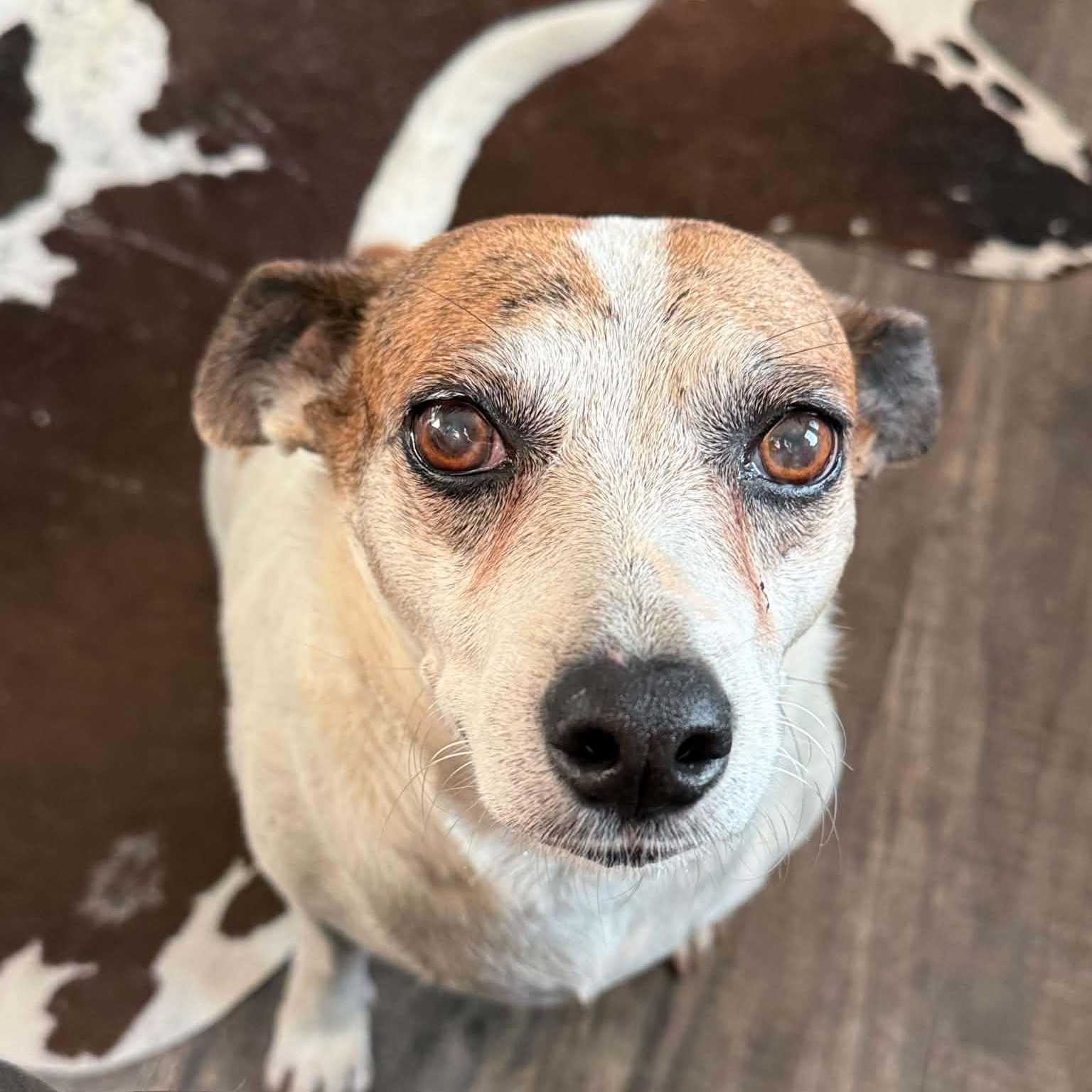Eloise, Adopted, Adult Female Jack Russell Terrier.