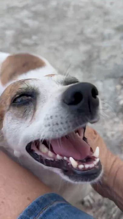 Enlarge Eloise, a Adopted mixed breed in Portland, ME video 5/6