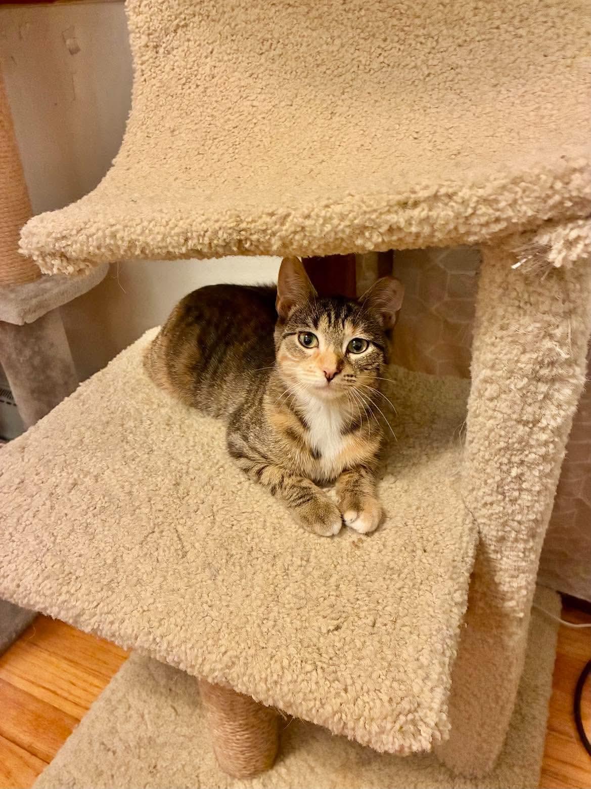 Enlarge Veja, a Adoptable mixed breed in Chicago, IL image 2/6