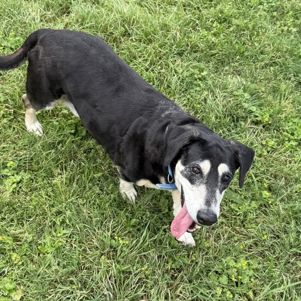 Enlarge Georgie, a Adoptable mixed breed in Brenham, TX image 3/6