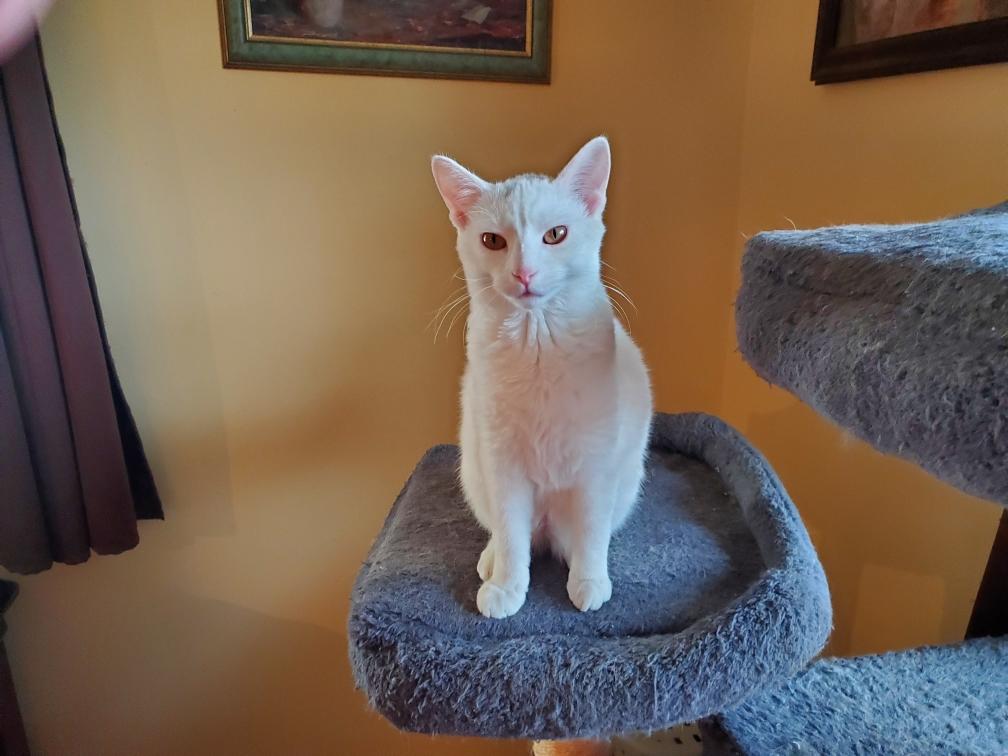 ANGIE, ADOPTABLE, Young Female Domestic Short Hair.