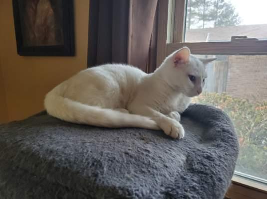 Enlarge ANGIE, a ADOPTABLE Domestic Short Hair in Chicago Ridge, IL image 3/4