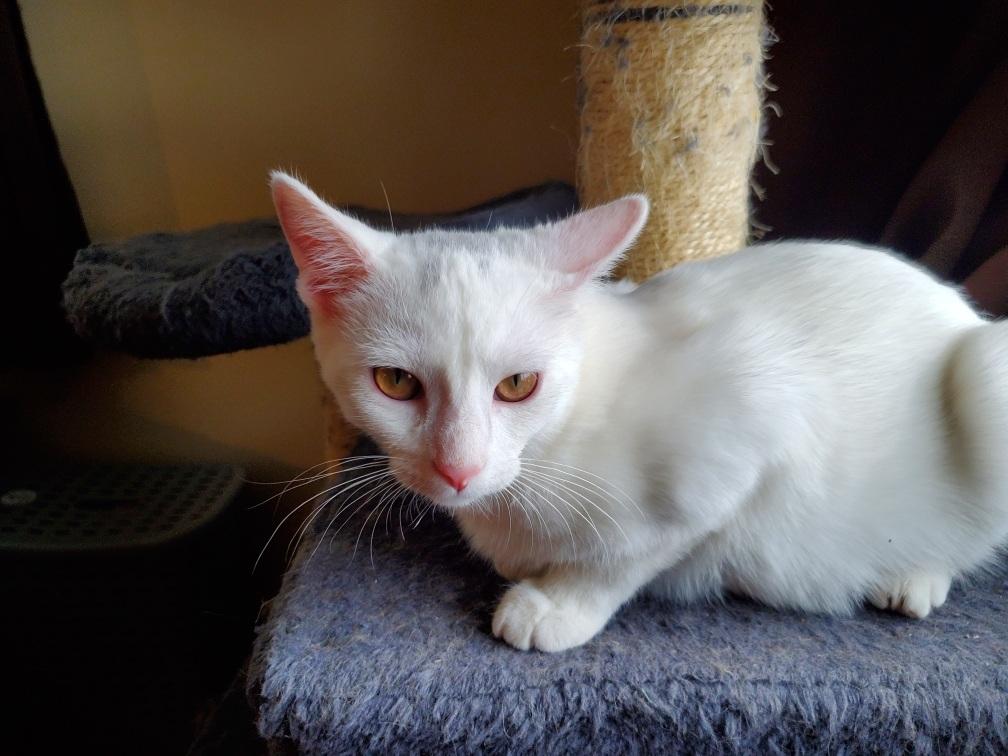 Enlarge ANGIE, a ADOPTABLE Domestic Short Hair in Chicago Ridge, IL image 1/1