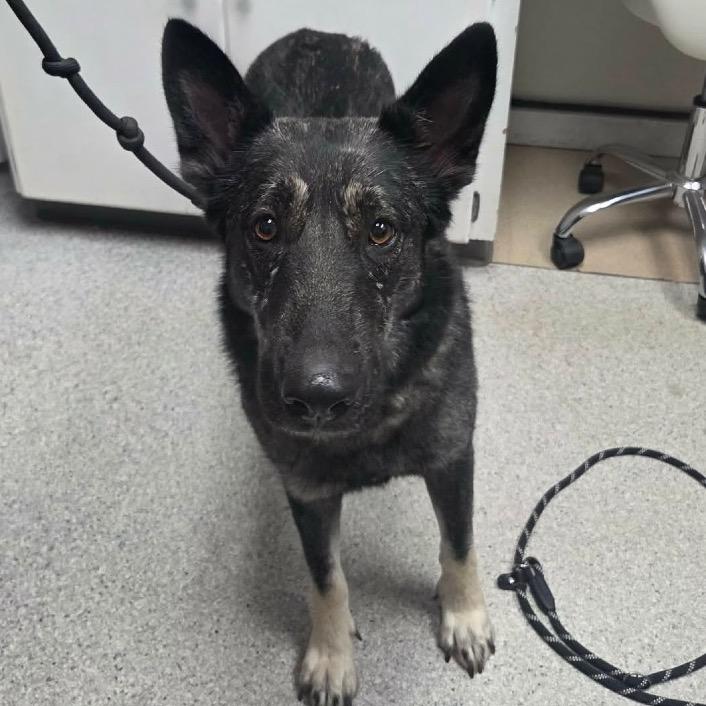 Clover, Adoptable, Adult Female Mixed Breed.