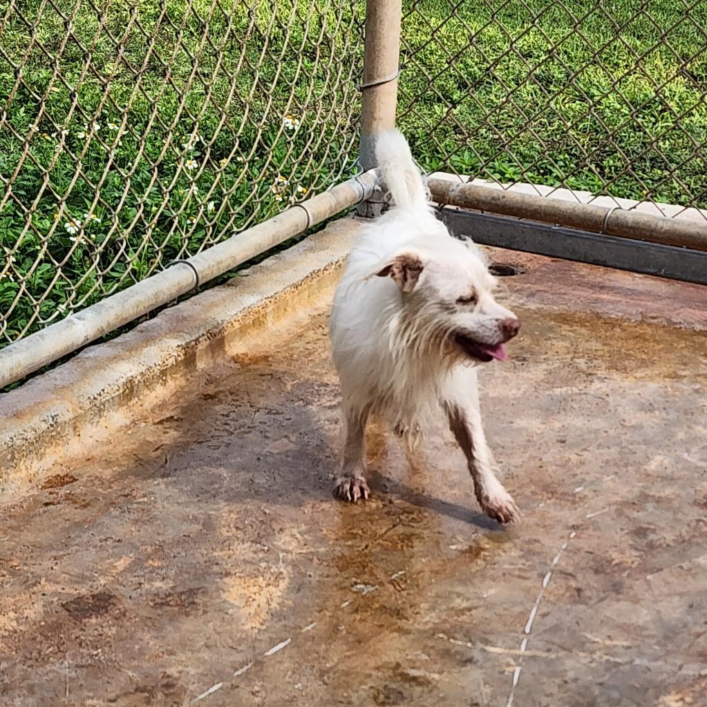 Casper, Adoptable, Young Male Affenpinscher.