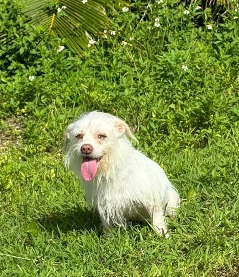 Enlarge Casper, a Adoptable mixed breed in Mangilao, GU image 2/3