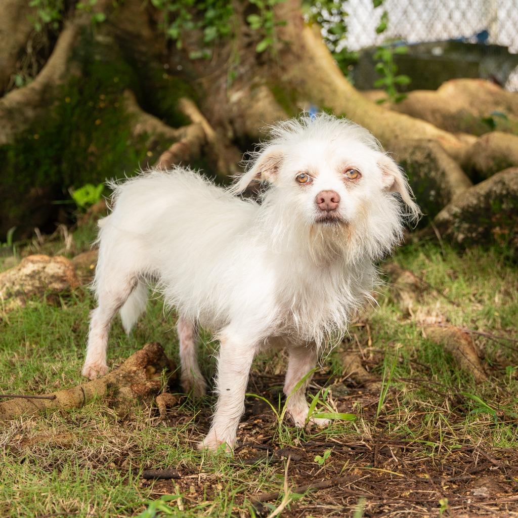 Enlarge Casper, a Adoptable mixed breed in Mangilao, GU image 3/3